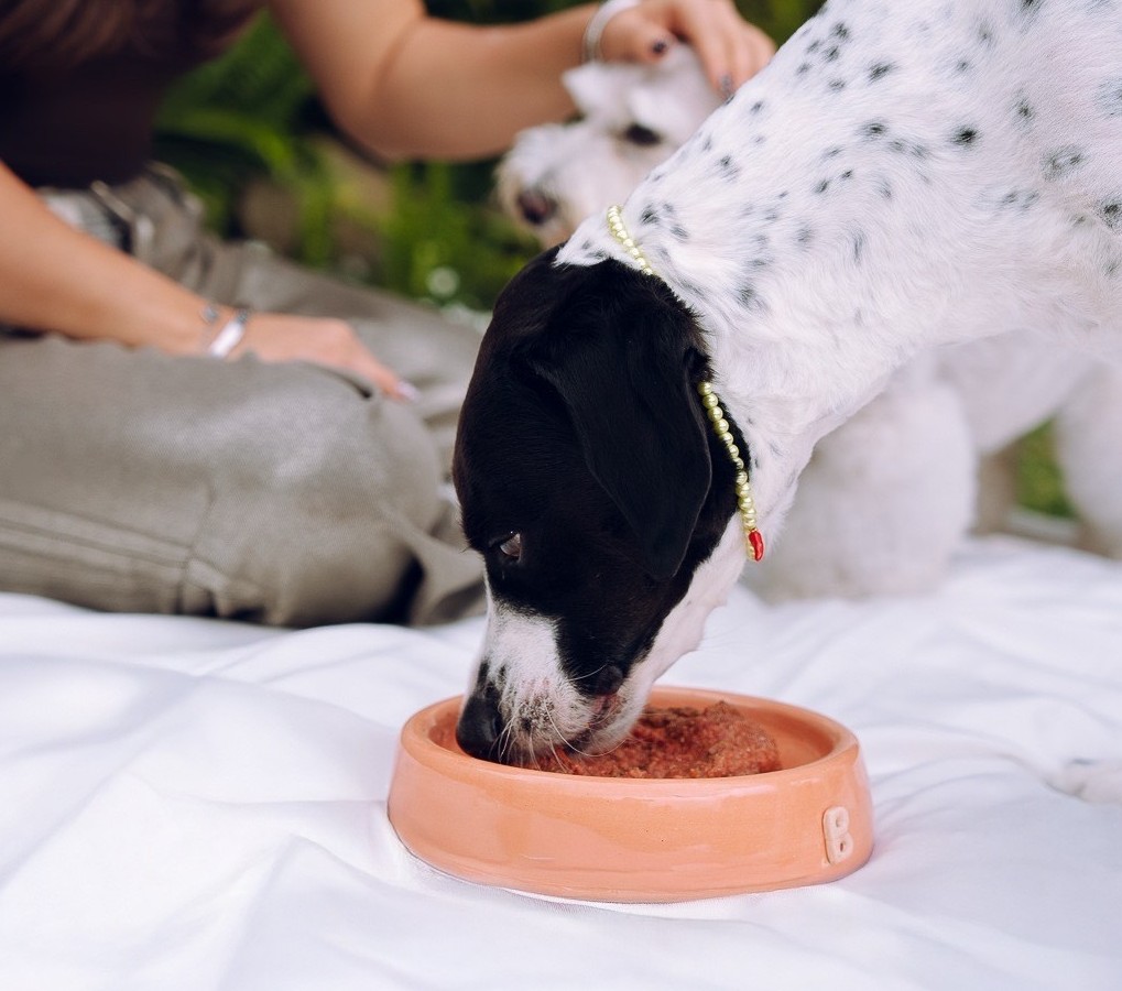 Perrito comiendo comida natural Bilu Pets