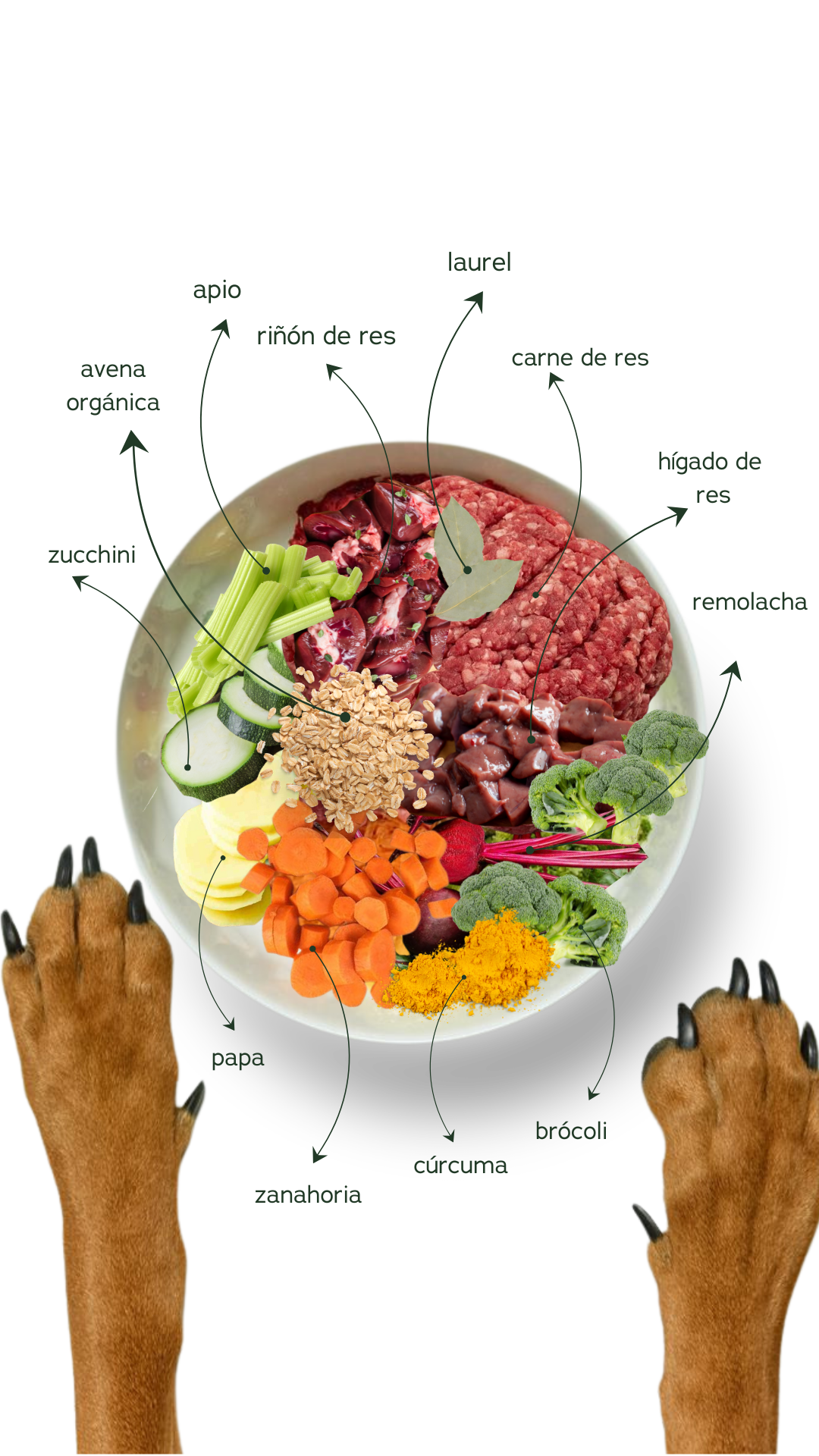 Plato de comida natural Bilu Pets con carne de res, hígado, brócoli, zanahoria, remolacha y cúrcuma